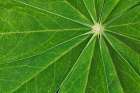 Pattern in lupine leaves-Yosemite National Park-California Art Print